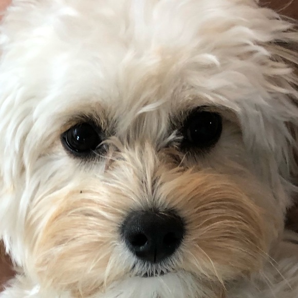 Meet your Posher, Rachel - Picture 1 of 1